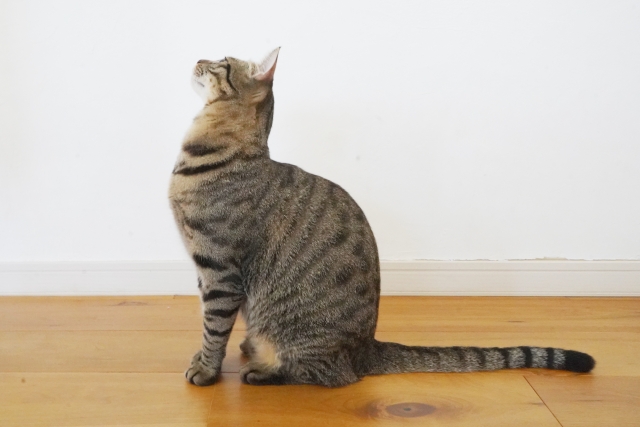 万感の思いのネコ