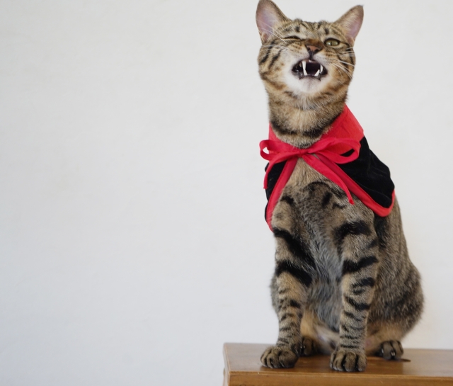 荒唐無稽な猫の写真