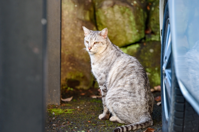 恩を感じてる猫