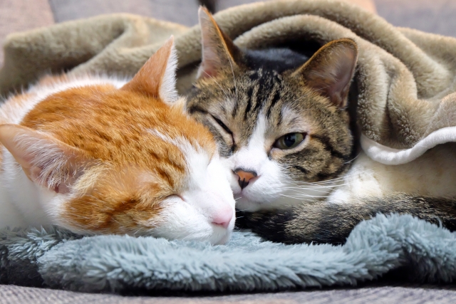 万感の思いのネコ