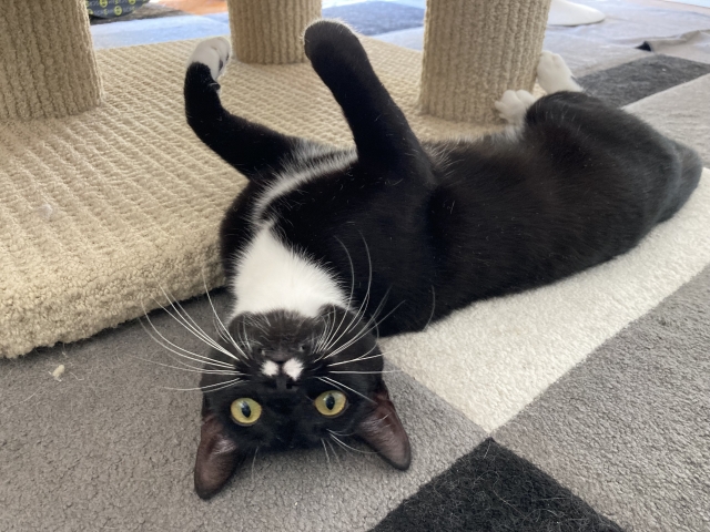 趣向を凝らす猫の写真