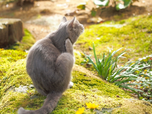 趣向を凝らす猫の写真