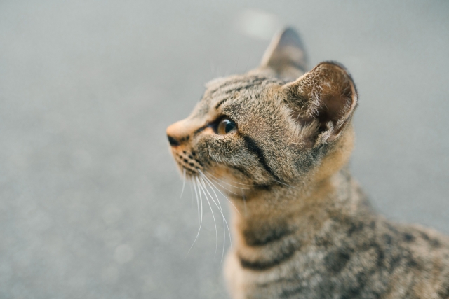 耳をそばだてる猫の写真