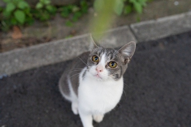 耳をそばだてる猫の写真