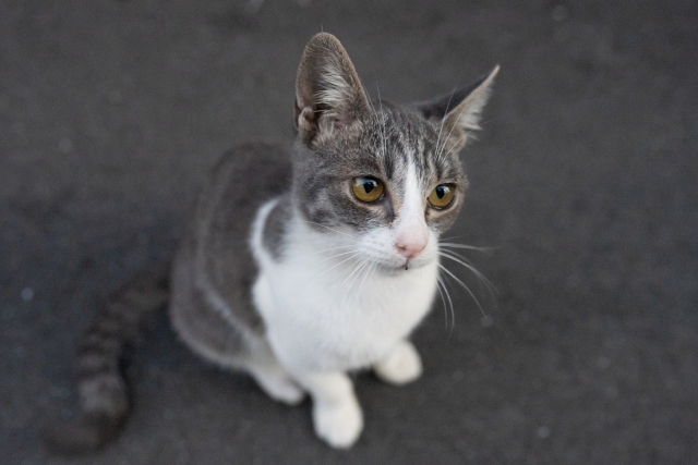 耳をそばだてる猫の写真