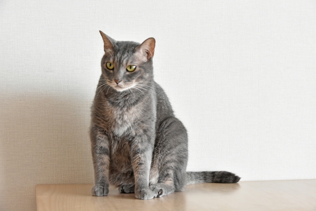 恩を感じてる猫