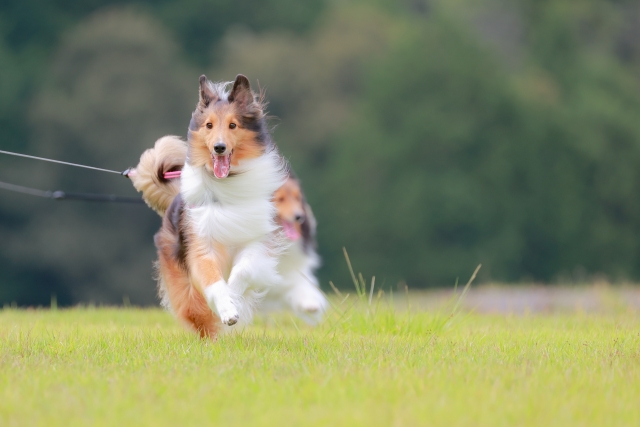 犬に論語のイメージ写真