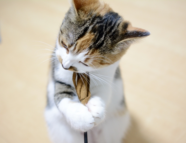 趣向を凝らす猫の写真