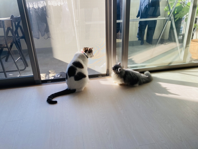 両雄並び立たない猫