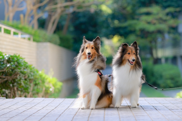 犬に論語のイメージ写真
