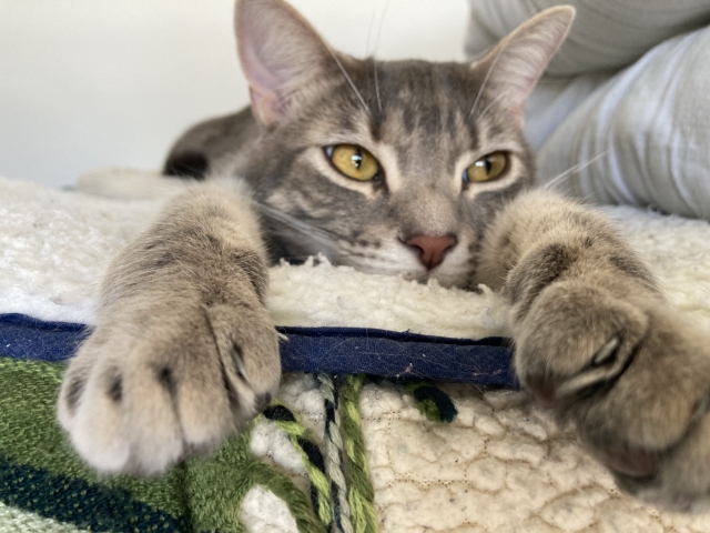 趣向を凝らす猫の写真