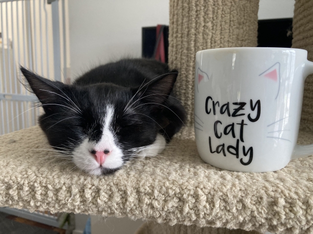 恩を感じてる猫