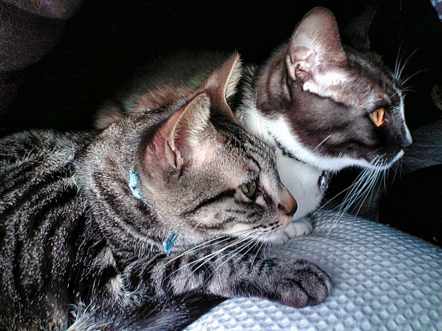 口は禍だった猫の表情