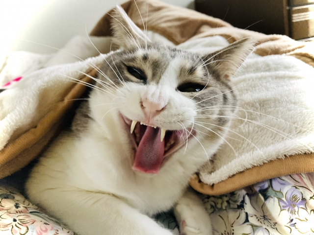 荒唐無稽な猫の写真