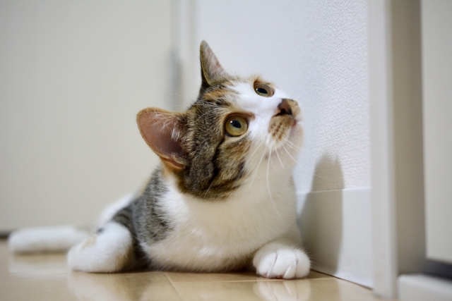 万感の思いのネコ