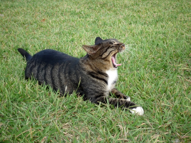荒唐無稽な猫の写真