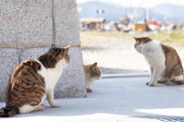 未練たらたらのネコ
