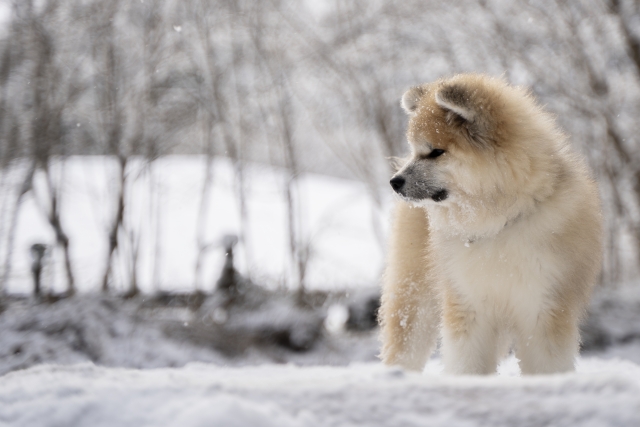 犬に論語のイメージ写真