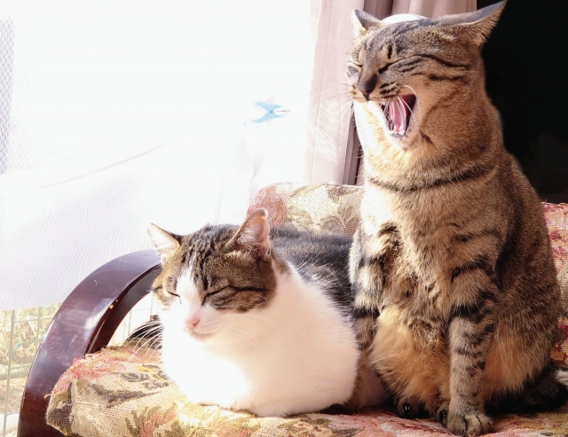 荒唐無稽な猫の写真