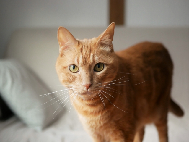 耳をそばだてる猫の写真