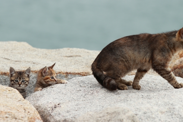 猫の親子鷹のイメージ写真