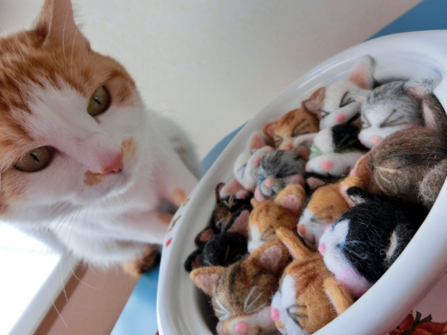 困ったネコの写真