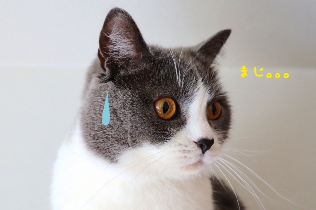 困ったネコの写真