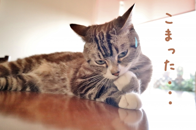 困ったネコの写真