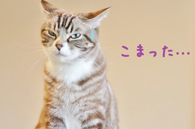 困ったネコの写真
