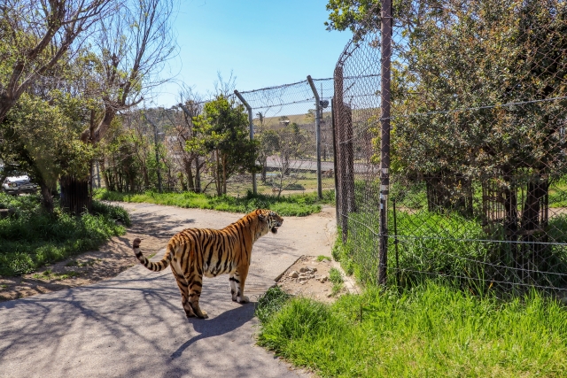 虎頭蛇尾のイメージ写真
