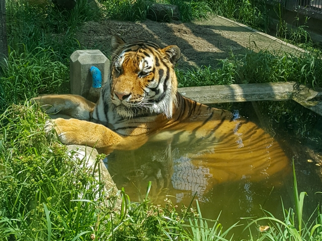 虎頭蛇尾のイメージ写真