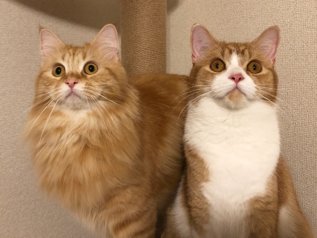 口は禍だった猫の表情