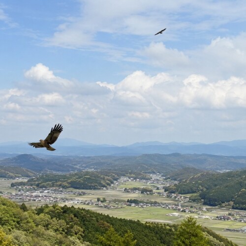 日本の里山の上空を飛ぶ鳶と鷹