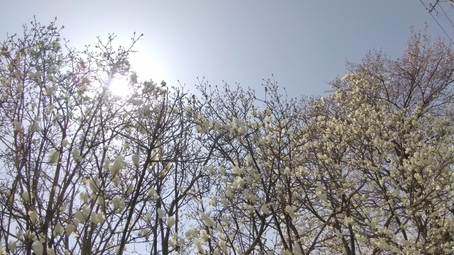 三寒四温のイメージ写真