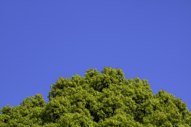 清廉潔白のイメージ写真