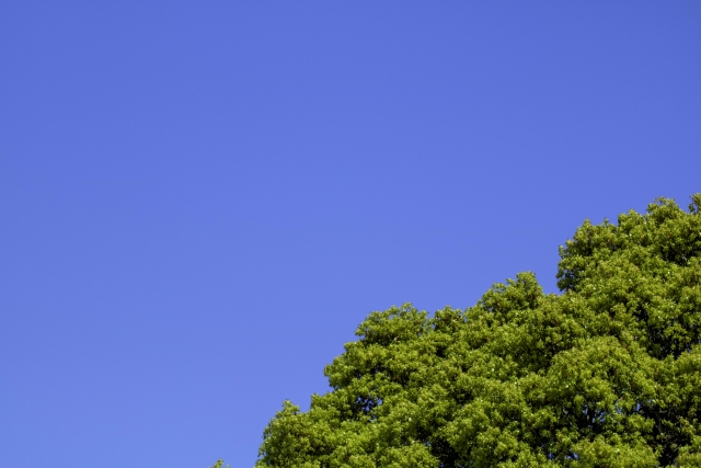 清廉潔白のイメージ写真