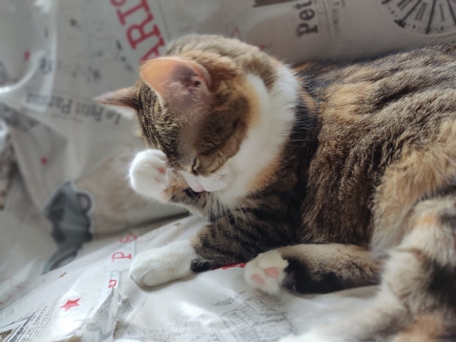 面目躍如のイメージ写真