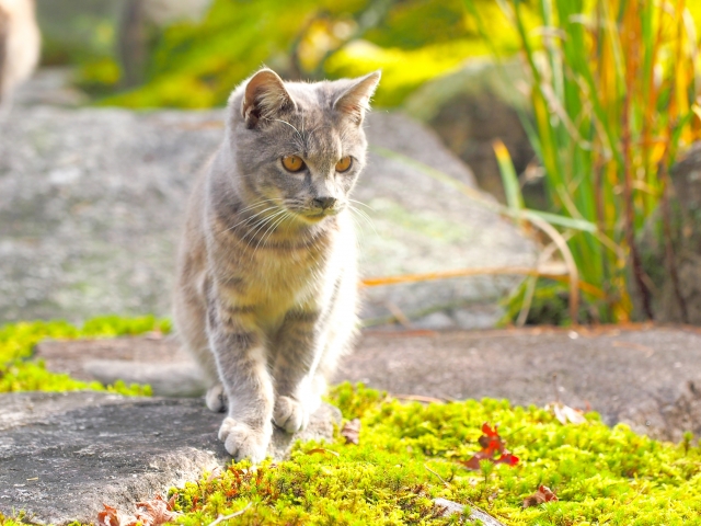 面目躍如のイメージ写真
