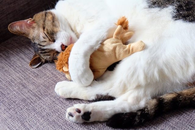 めんこいのイメージ写真