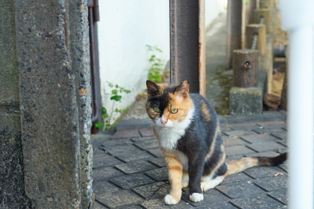 面目躍如のイメージ写真