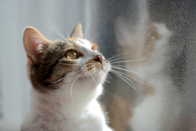 面目躍如のイメージ写真