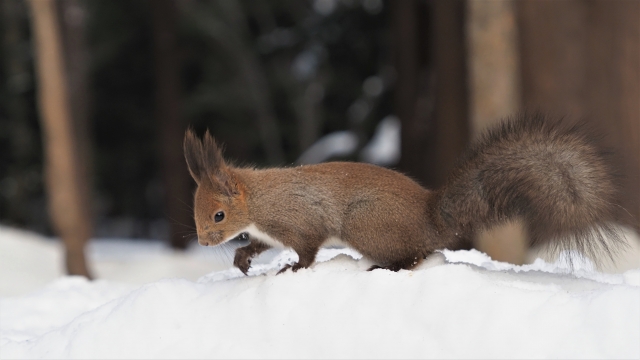 めんこいのイメージ写真