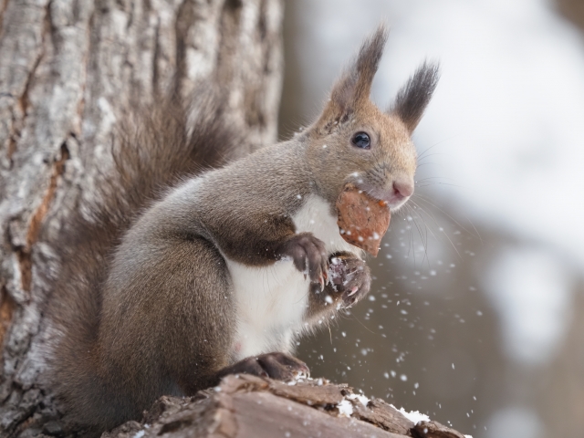 めんこいのイメージ写真