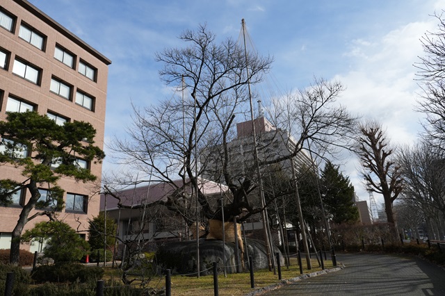 盛岡市石割さくらの写真