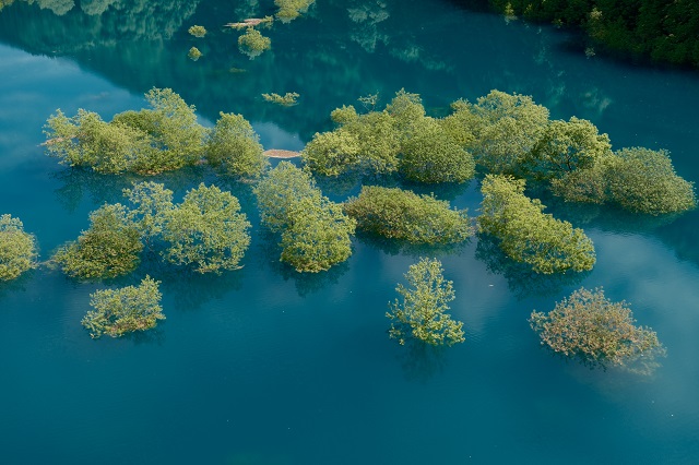 「秋扇湖」の春の水没林の風景写真
