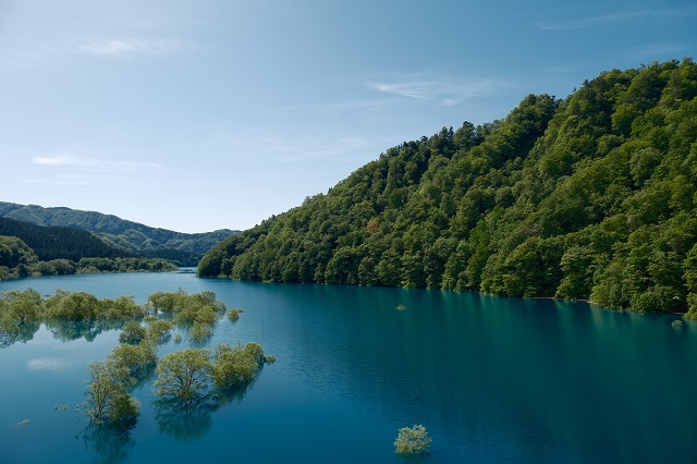 「秋扇湖」の春の水没林の風景写真