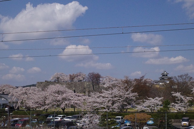 白河駅の駅のホームから見た桜の風景写真