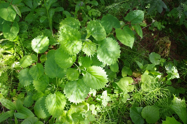 山菜のあいこの葉っぱの写真