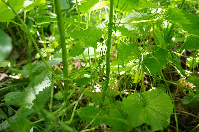 山菜のあいこの葉っぱの写真