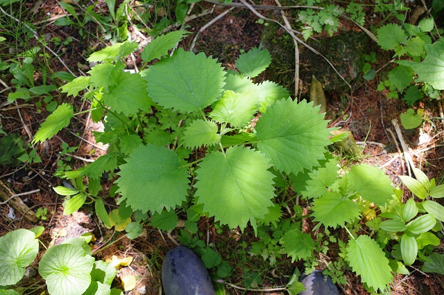 山菜のあいこの葉っぱの写真